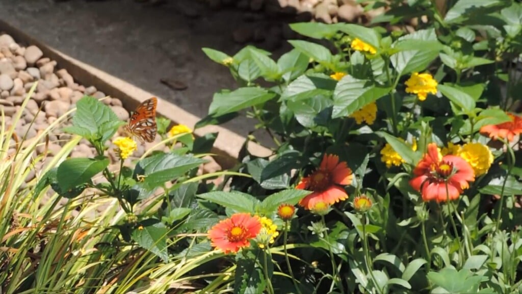 lost river cave butterfly