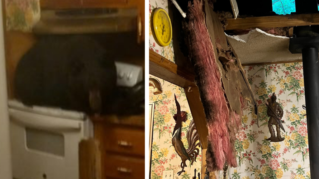 Bell County Bear