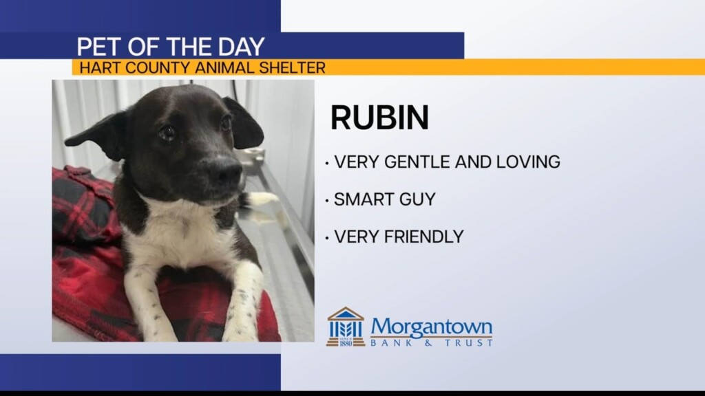 Pet Of The Day: Rubin