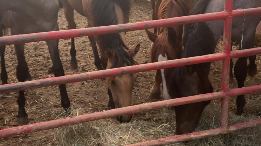 Woodburn Horses