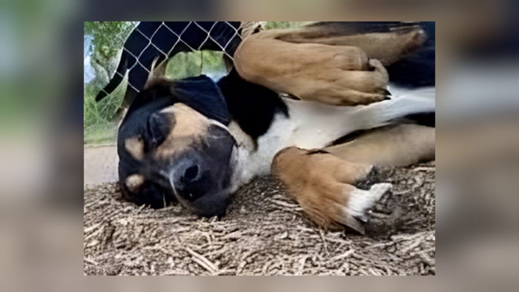 Pet Of The Day