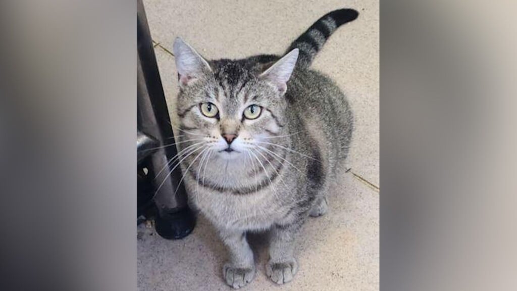 Pet Of He Day: Rosalee