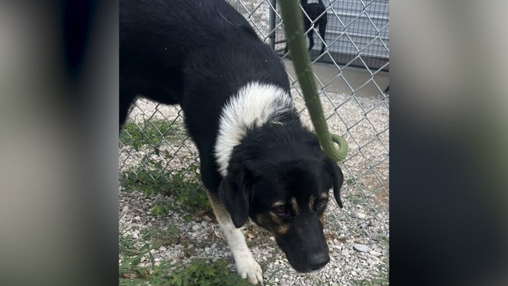 Pet Of The Day: Hairy Pawter
