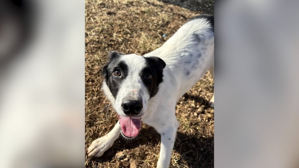 Pet Of The Day: Fancy
