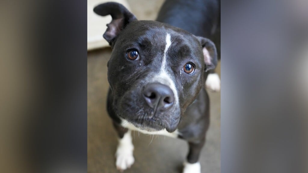 Pet Of The Day: Brillo