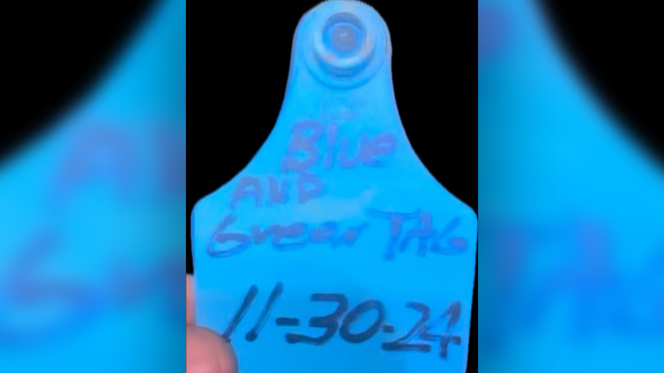 Stolen Cattle Tag