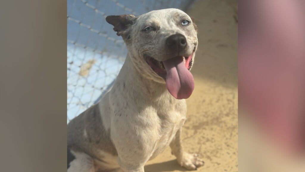Pet Of The Day: Elsa