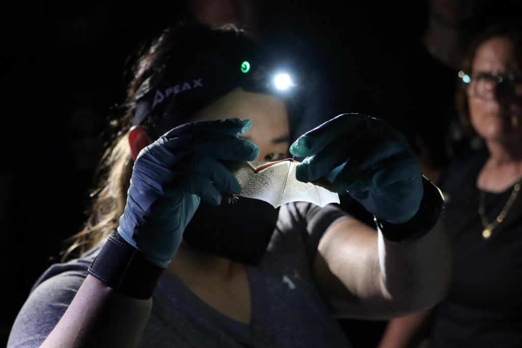 Researcher Examines Bat Wing With Headlamp