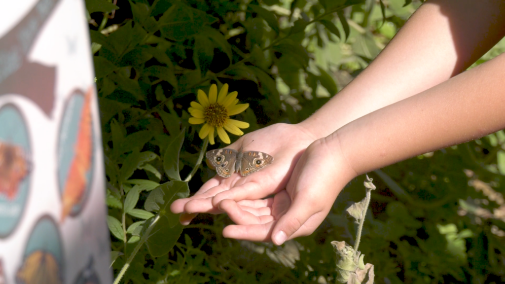Lost River Butterfly Release