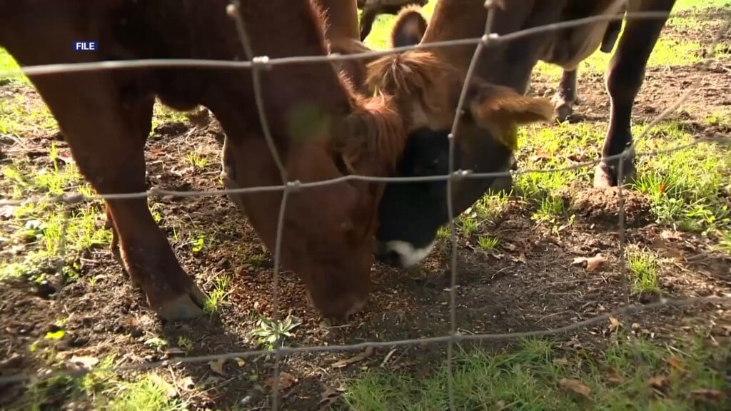 World Without Cows Sot00 00 21 09still001