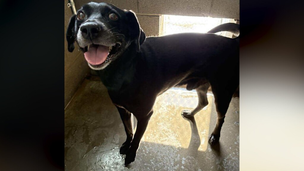 Pet Of The Day: Derp Vader