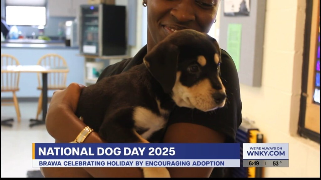 National Dog Day 8.26.25