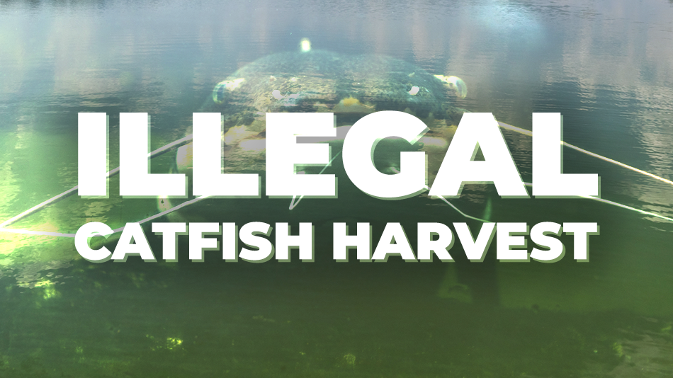 Catfish Harvest