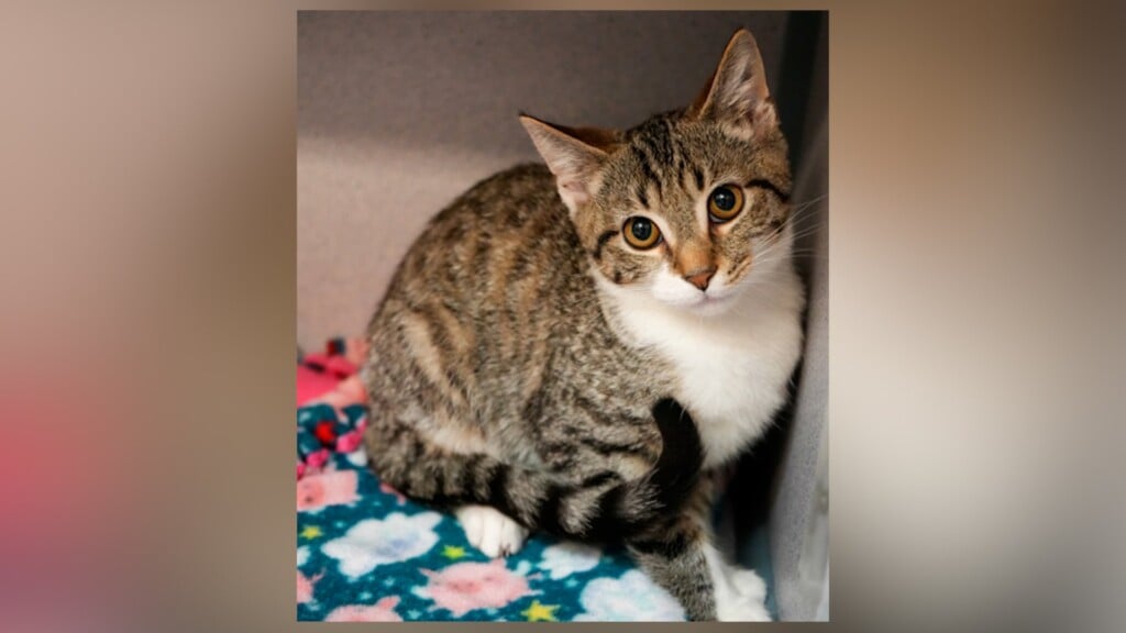 Pet Of The Day, Midnight 090125