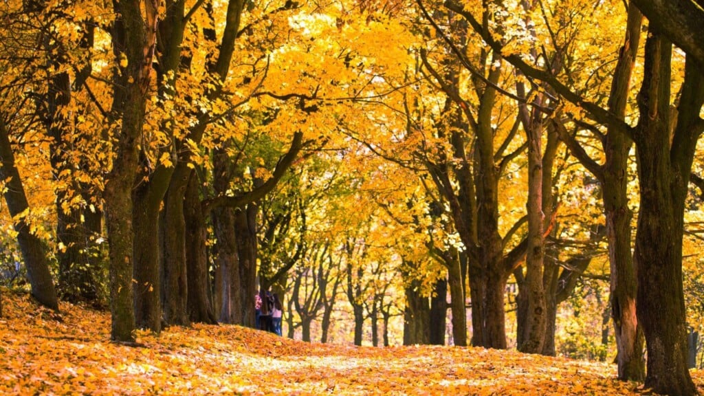 fall leaves