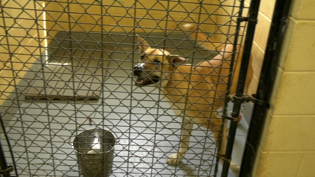Simpson County Animal Shelter Overcrowding Pkg00 01 11 35still001
