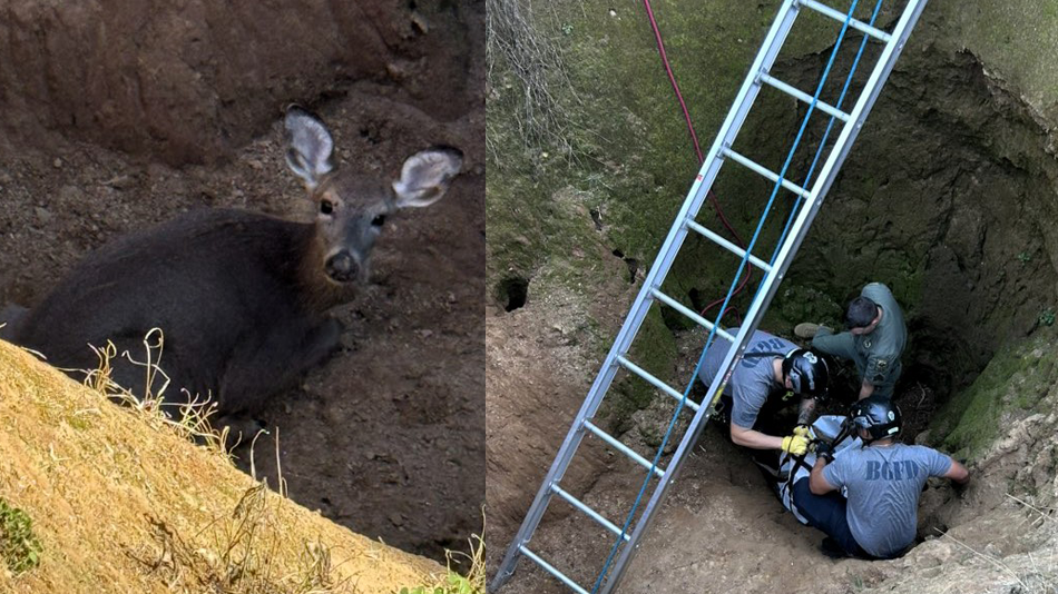 Deer Rescue