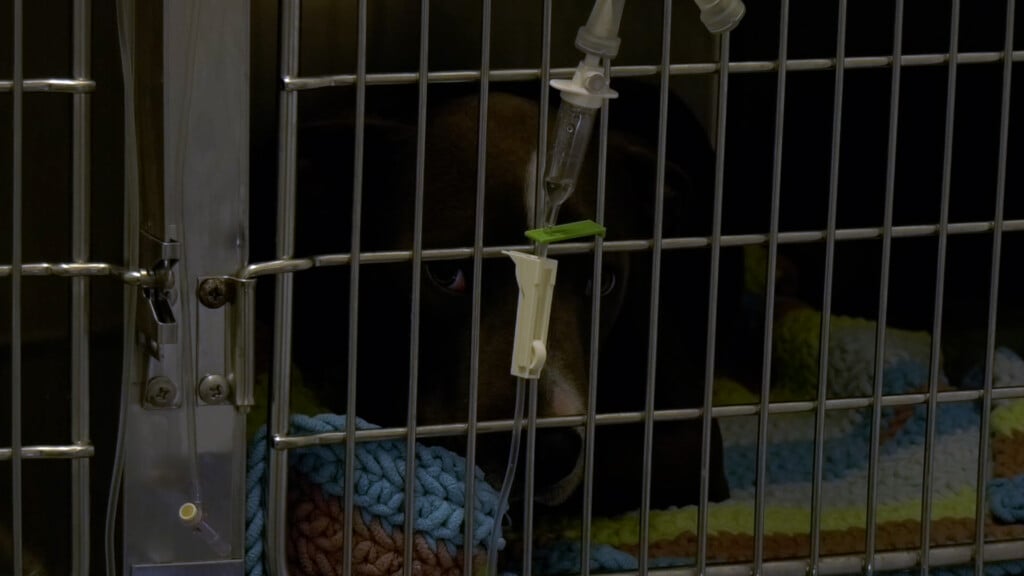 Bgwchs Parvo Outbreak Pkg00 00 50 23still001