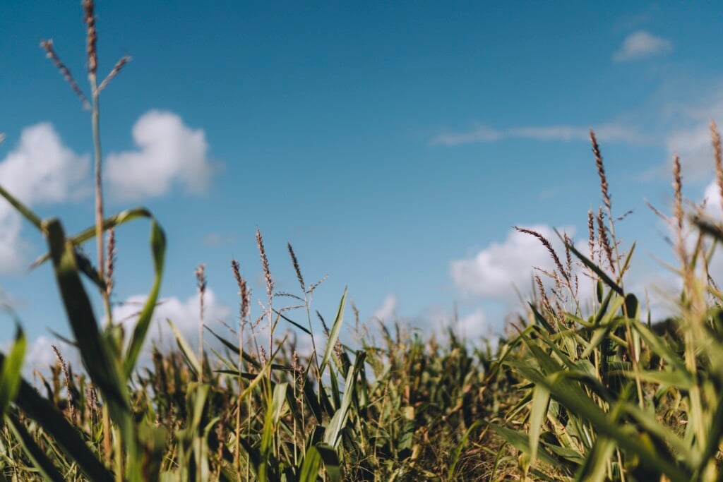 Corn Field Background 2024 10 14 07 05 12 Utc