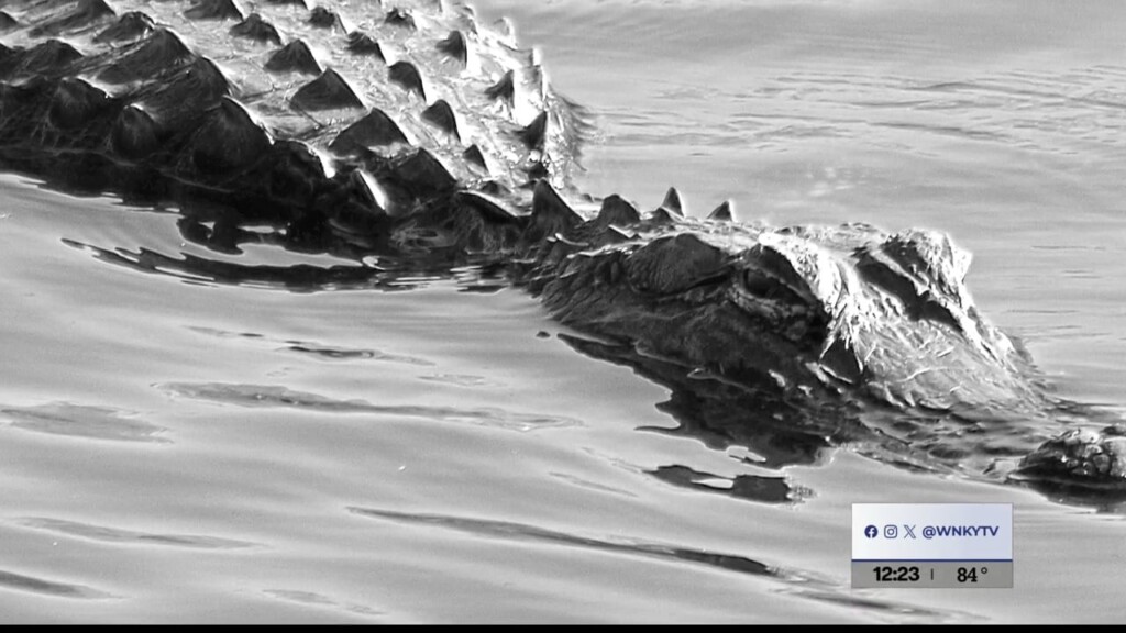 Throwback Thursday Alligators