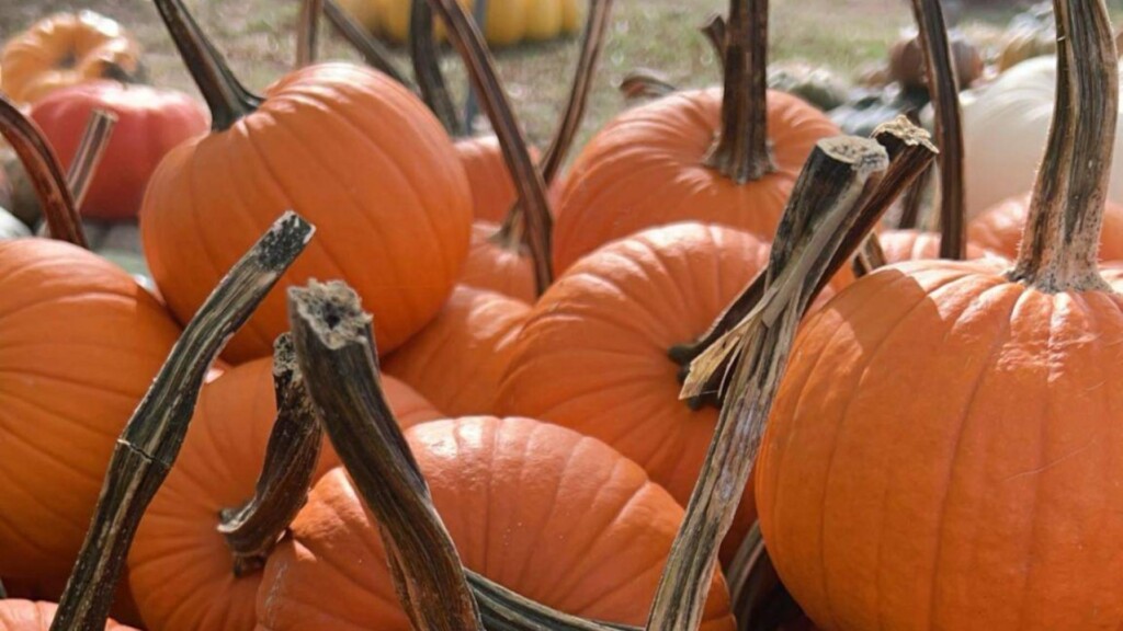 Jackson's Orchard