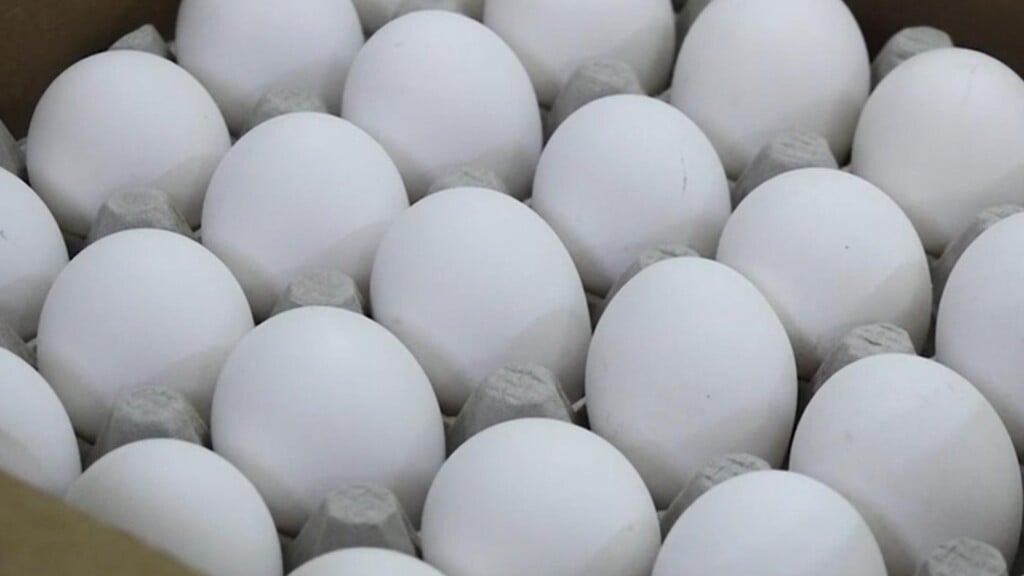 eggs