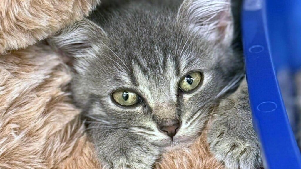 Photo Resize 2025 11 05t101030901