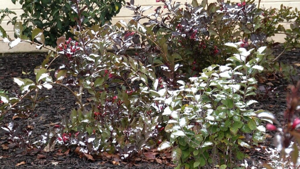 Photo Resize 2025 11 11t163713005