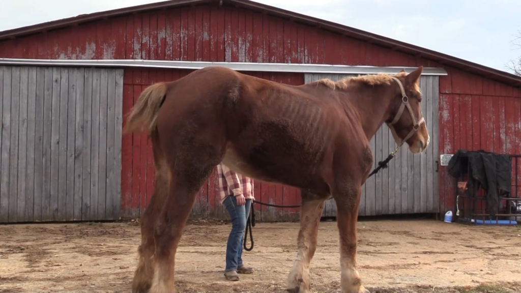 Lilys Ranch Horse Rescue Program Pkg00 00 41 10still001