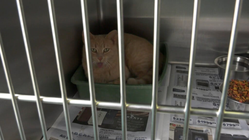 Allen County Shelter Vo00 00 05 00still001