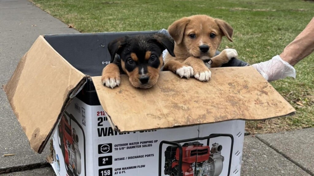 Photo Resize 2025 12 26t172745264