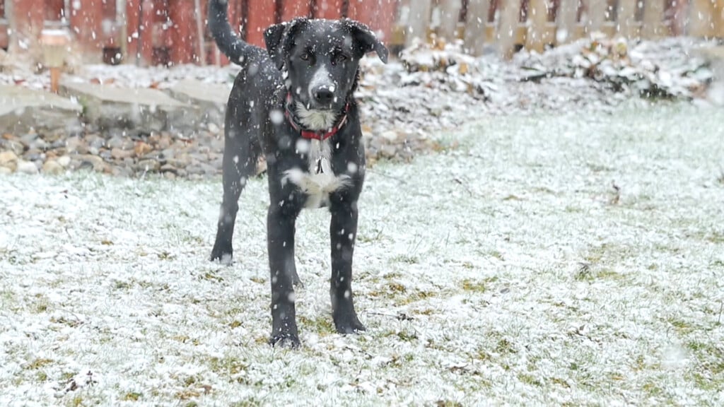 Bgwchs On Winter Animal Safety Vo00 00 00 00still001