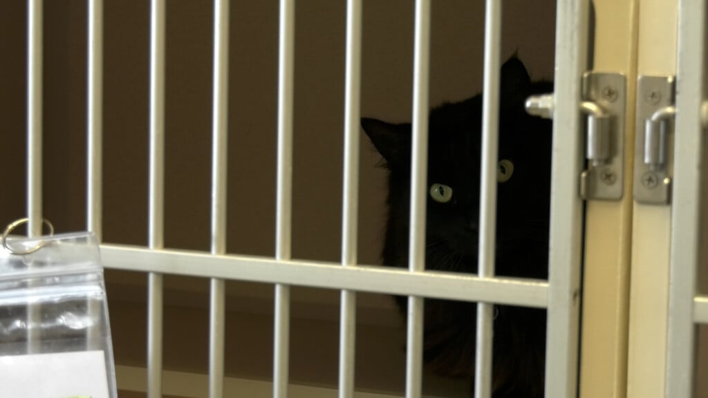 Humane Society Cover Img