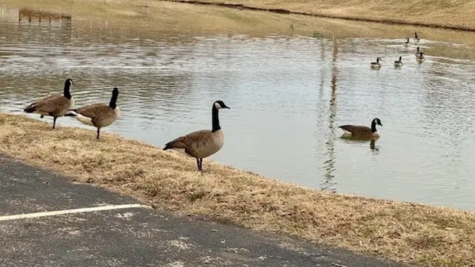 Geese Leitchfield