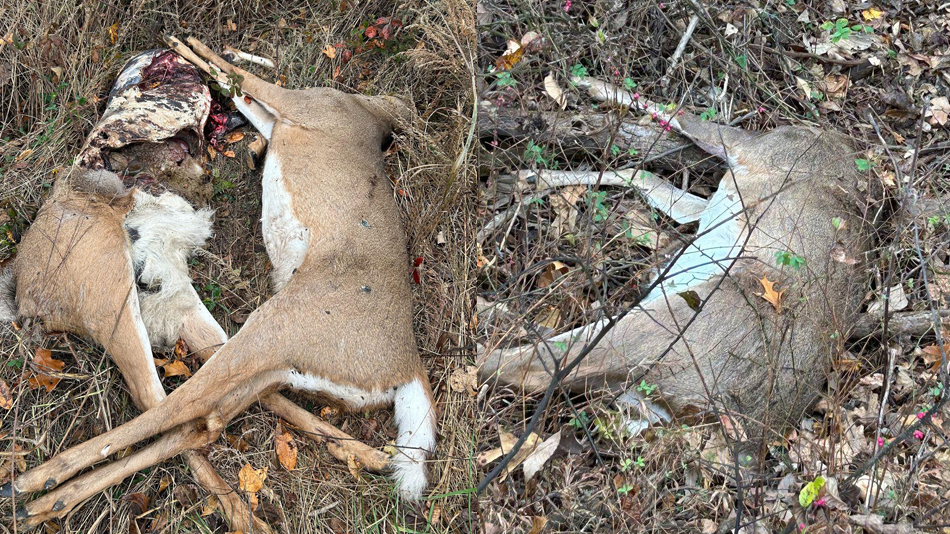 Illegal Buck Disposal