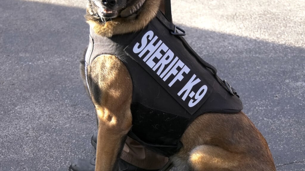 K 9