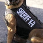 K 9
