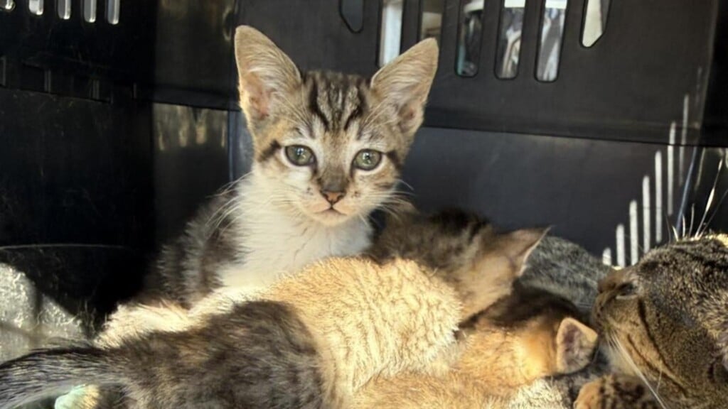 Photo Resize 2026 03 03t150305816