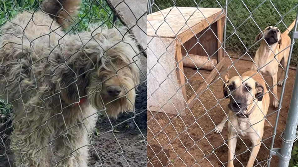 Hart County Backyard Breeding