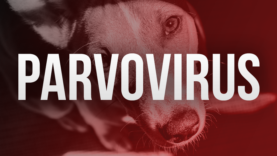 Parvovirus