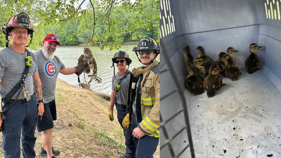 Bgfd Bird Rescues