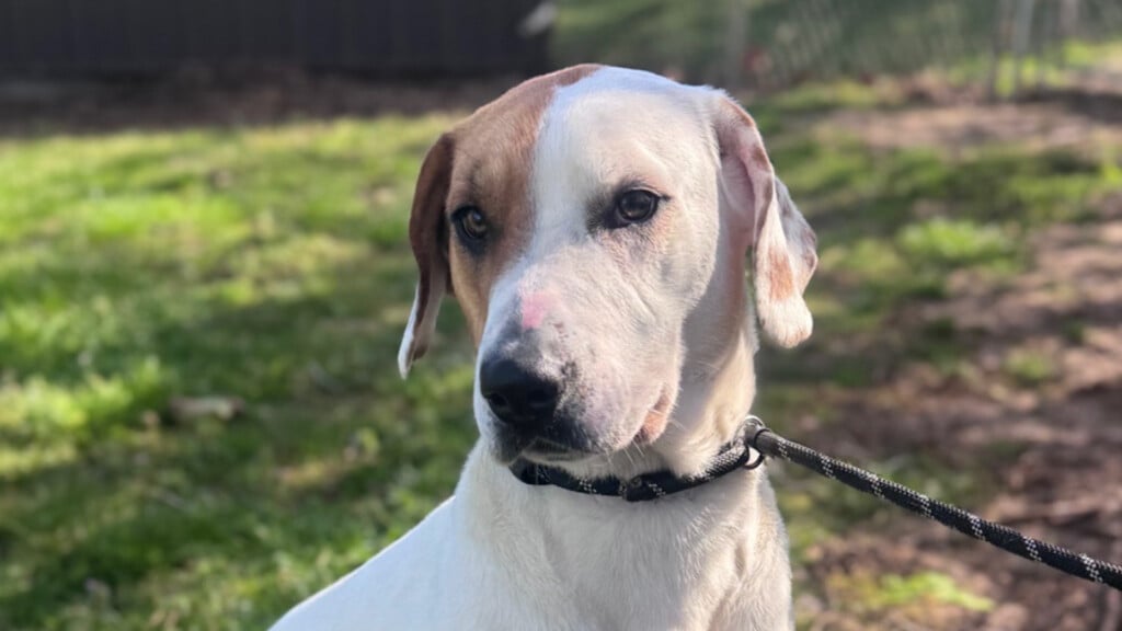 Pet of the Day: Luna