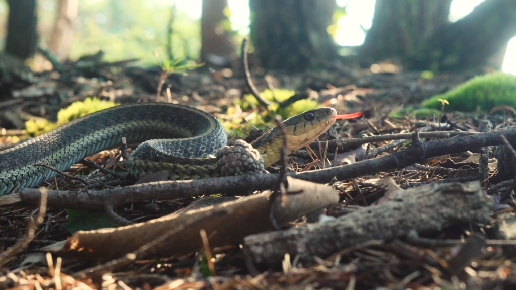 Snake