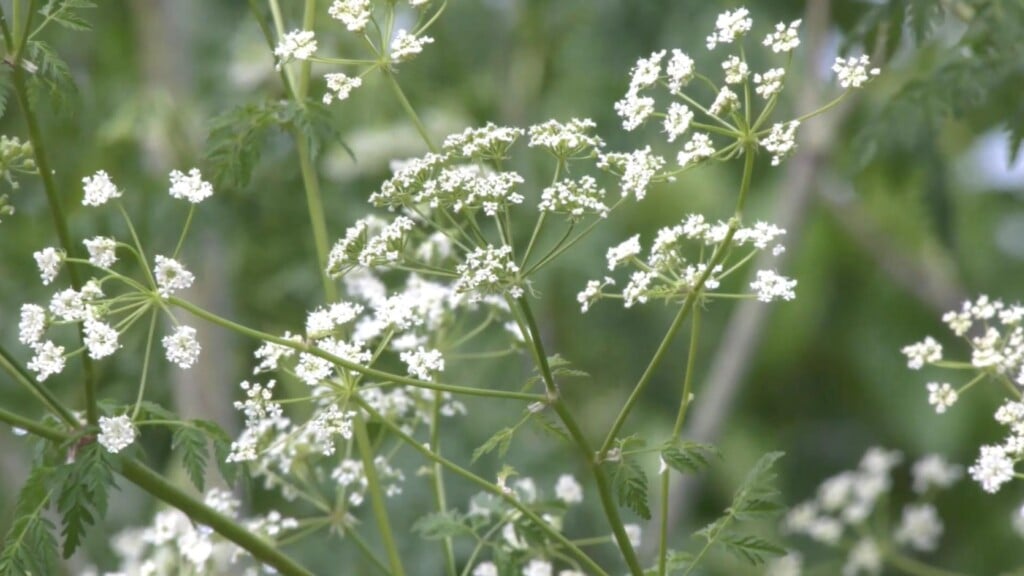 poison hemlock