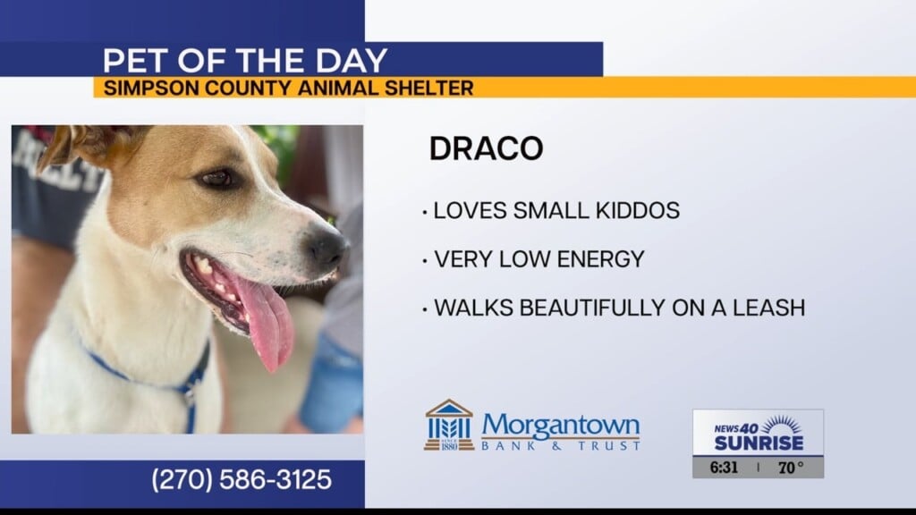 Pet Of The Day, Draco 61026