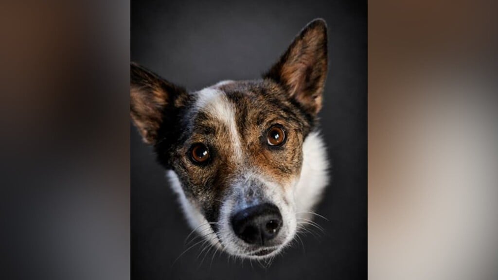Pet Of The Day, Stewie, 61926