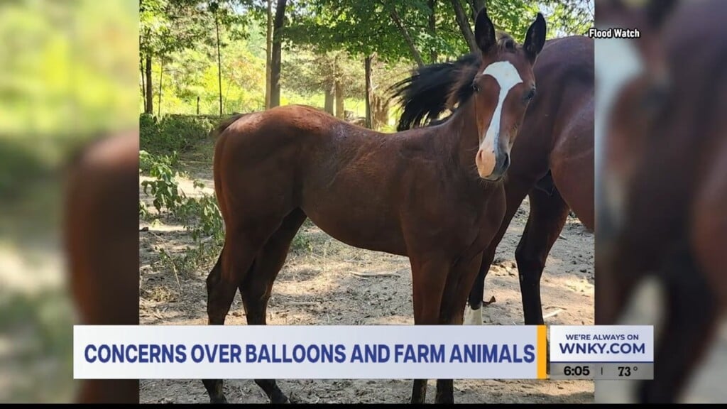 Concerns Over Balloons And Farm Animals