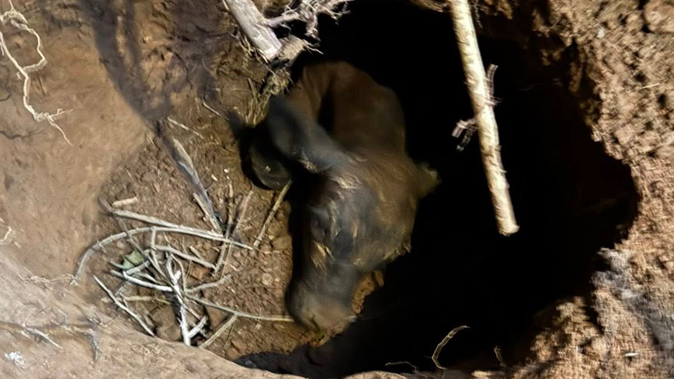 Calf Rescue Smiths Grove