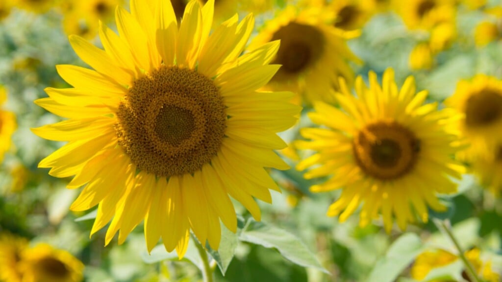 Photo Resize 24
