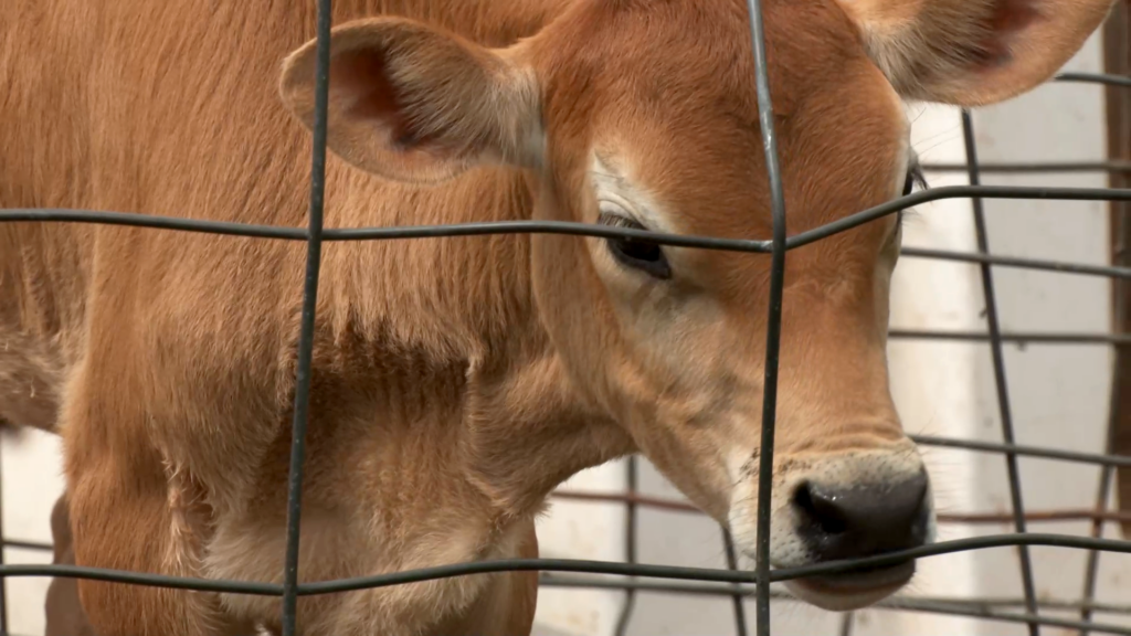 Cow